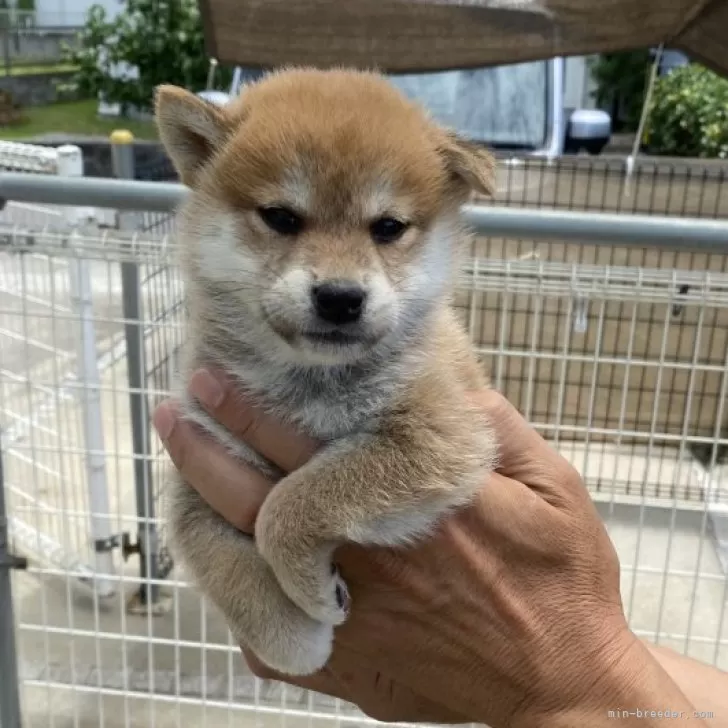 ID:2407-06909の子犬