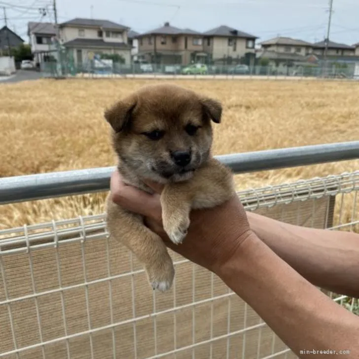 ID:2205-03504の子犬
