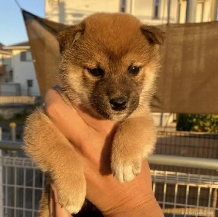 ID:2212-02106の子犬