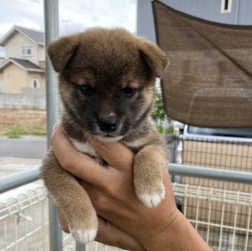 柴犬(標準サイズ)【岡山県・男の子・2023年8月10日・赤】の写真「オスらしい顔つきです」