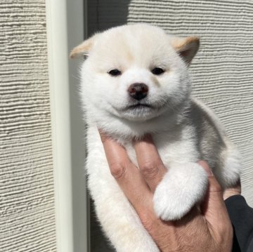 柴犬(標準サイズ)【岡山県・女の子・2024年1月15日・白】の写真「可愛らしい白メスです」