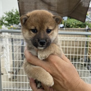 柴犬(標準サイズ)【岡山県・女の子・2024年6月18日・赤】の写真「可愛い顔です」
