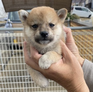 柴犬(標準サイズ)【岡山県・女の子・2023年11月21日・赤色】の写真「可愛い子です」