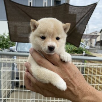 柴犬(豆柴)【岡山県・女の子・2024年6月18日・白】の写真「可愛い顔してます」