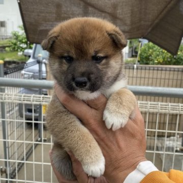 柴犬(標準サイズ)【岡山県・男の子・2024年4月1日・赤】の写真「たぬき顔の赤オスです」