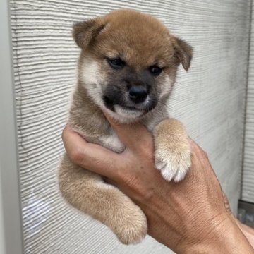 柴犬(標準サイズ)【岡山県・男の子・2024年6月10日・赤】の写真「オスらしい顔つきです」