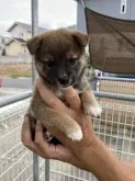 柴犬(標準サイズ)【岡山県・男の子・2023年8月10日・赤】の写真2