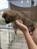 柴犬(標準サイズ)【岡山県・男の子・2023年8月10日・赤】の写真3