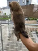 柴犬(標準サイズ)【岡山県・男の子・2023年8月10日・赤】の写真4