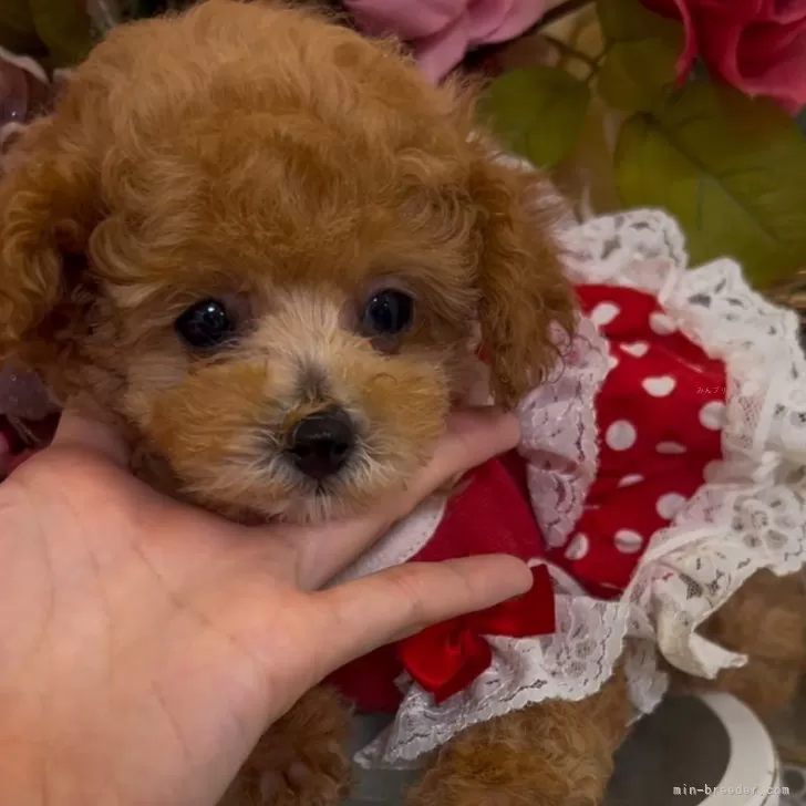 ID：2501-05699の子犬