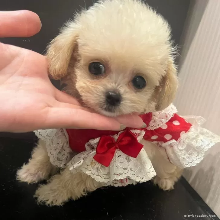 ID：2506-06013の子犬