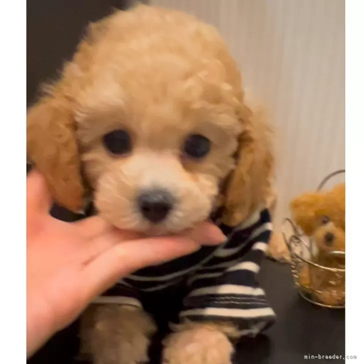 ID：2412-07508の子犬
