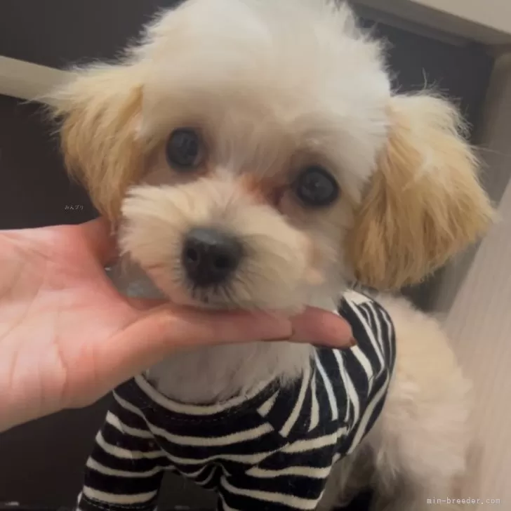 ID:2502-06763の子犬