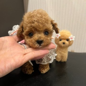 トイプードル(ティーカップ)【広島県・女の子・2024年10月15日・レッド】の写真「❤️超超マイクロちゃん89万円→49万円❤」