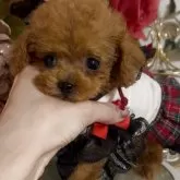 ティーカッププードル