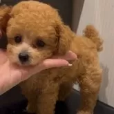 ティーカッププードル
