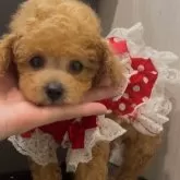 ティーカッププードル