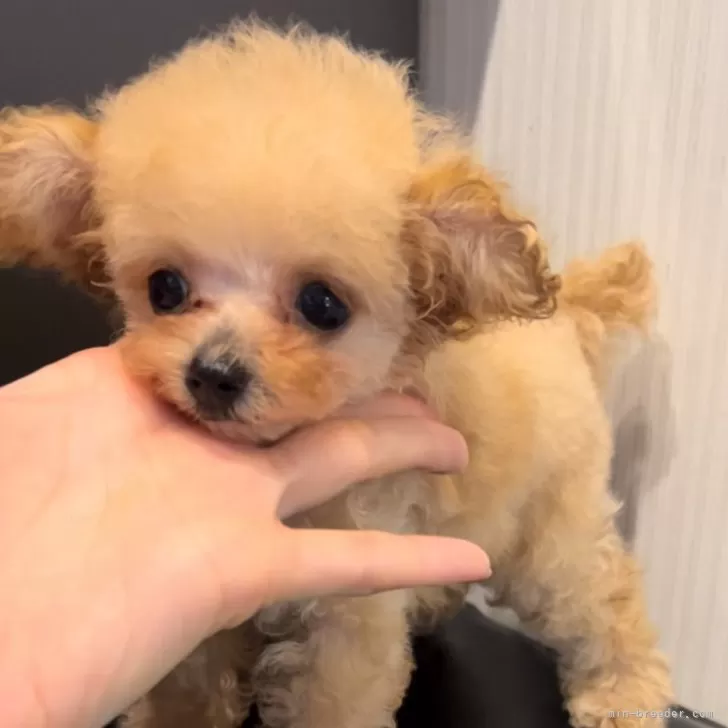 ID：2407-06279の子犬