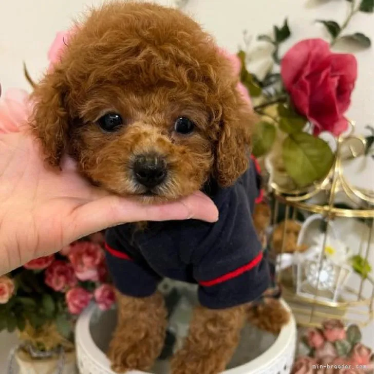 ID:2210-00016の子犬