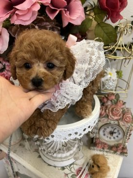 トイプードル(タイニー)【広島県・女の子・2022年2月1日・レッド】の写真「❤レッド可愛い女の子❤❤」