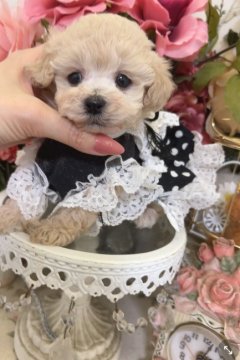 マルプー【広島県・男の子・2022年1月12日・クリーム】の写真「❤小さなママとパパから産まれた極小マルプーくん❤️」