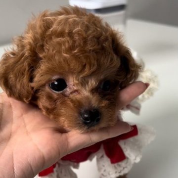 トイプードル(ティーカップ)【広島県・女の子・2022年12月20日・レッド】の写真「❤️成犬になっても可愛い小さな子をお探しの方❤️」
