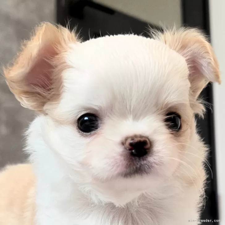 ID:2507-05836の子犬