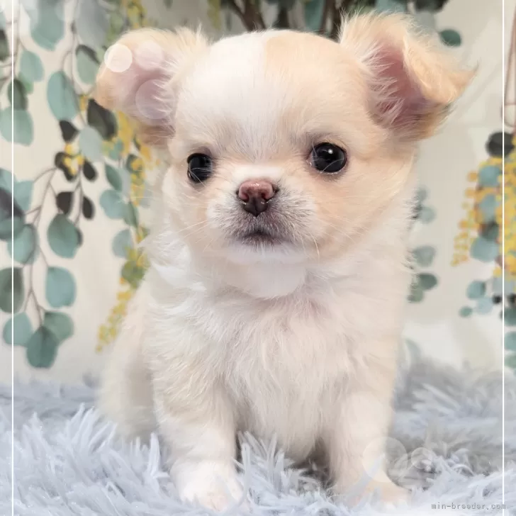 ID:2412-07377の子犬