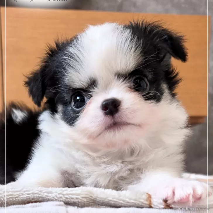 ID：2508-05774の子犬