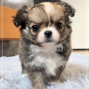 チワワ(ロング)【愛知県・女の子・2025年10月20日・レッド&ホワイト】の写真「⋘短期間の掲載です⋙」