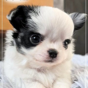 チワワ(ロング)【愛知県・女の子・2025年10月22日・ホワイトブラック&タン】の写真「⋘短期間の掲載です⋙」