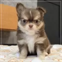 チワワ(ロング)