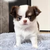 チワワ(ロング)
