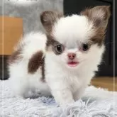 チワワ(ロング)