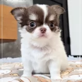 チワワ(ロング)