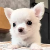 チワワ(ロング)