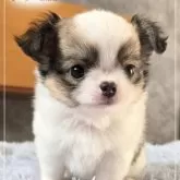 チワワ(ロング)【愛知県・女の子・2025年10月7日・ホワイト&レッド】の写真3