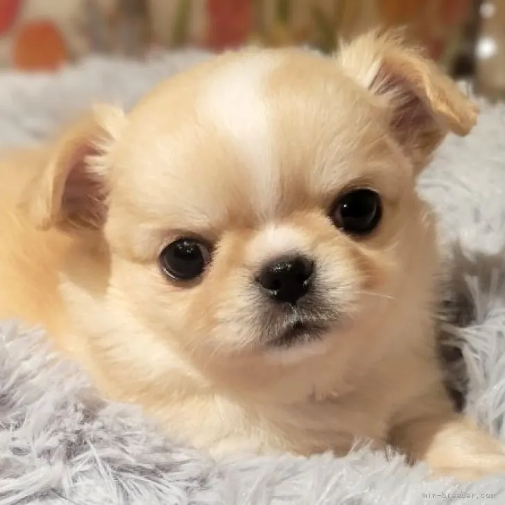 ID：2311-01571の子犬