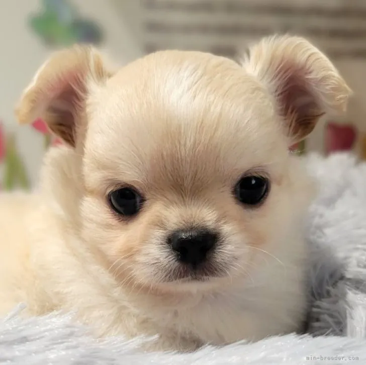 ID：2311-01573の子犬