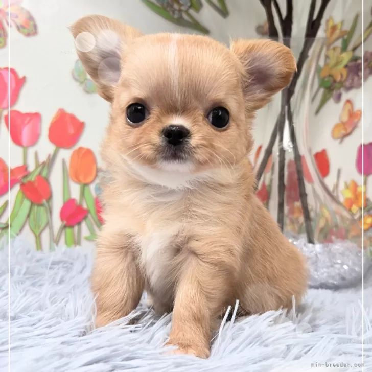 ID:2410-04112の子犬