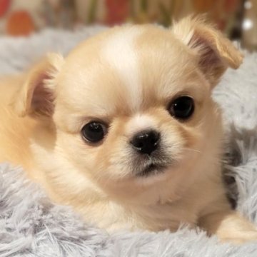 チワワ(ロング)【愛知県・男の子・2023年9月22日・ゴールド&ホワイト】の写真「⋆⸜ チワワ専門ブリーダー⸝⋆」