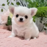 チワワ(ロング)【愛知県・男の子・2023年11月26日・クリーム&ホワイト】の写真2