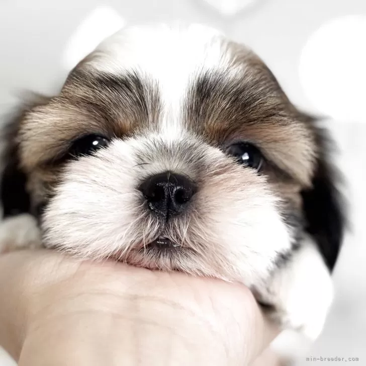 ID：2510-06253の子犬