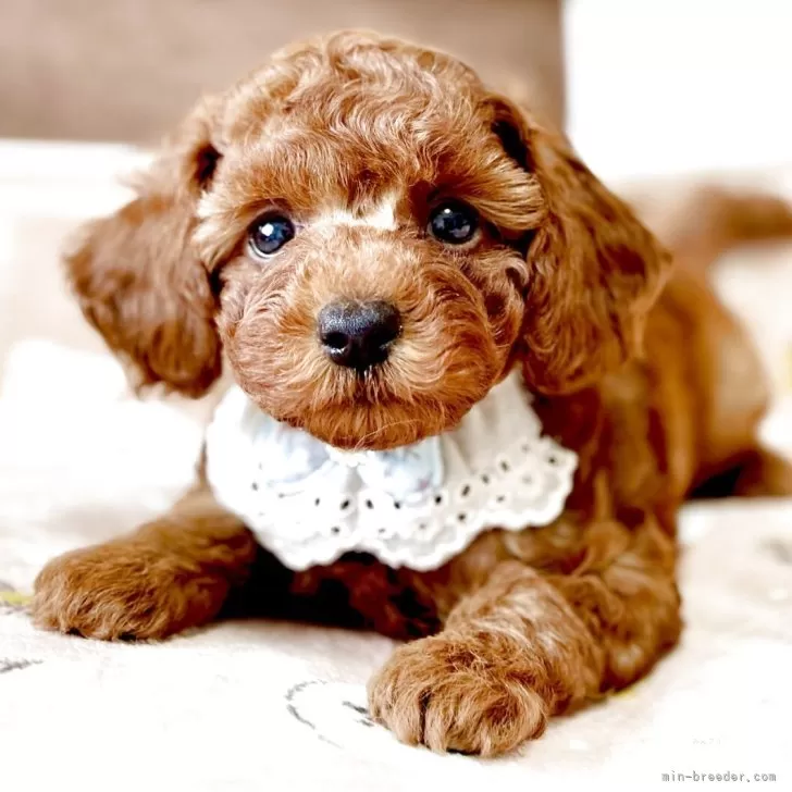 ID:2509-07684の子犬