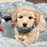 トイプードル(トイ)