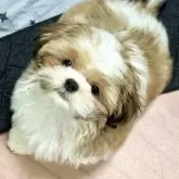 シーズー