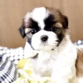 シーズー
