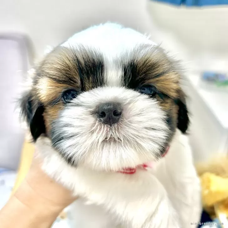 こむち 様のお迎えした子犬