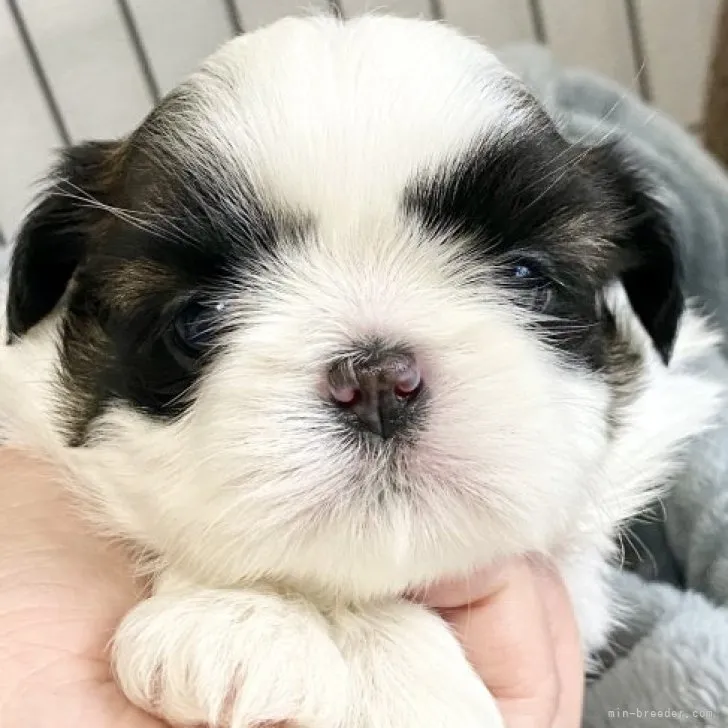ID:2303-05465の子犬
