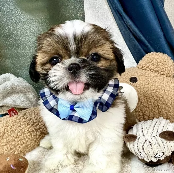 サウロリン 様のお迎えした子犬